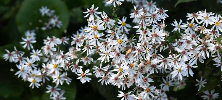 The White Wood Aster